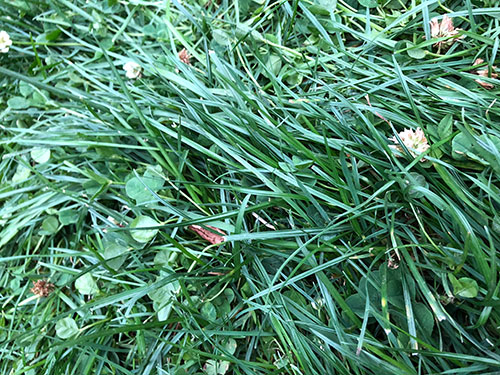 Grass.