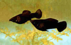 Black Mollys.
